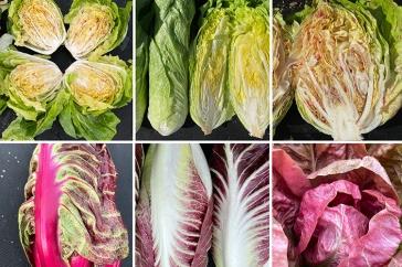 Collage showing six different varieties of radicchio across two rows